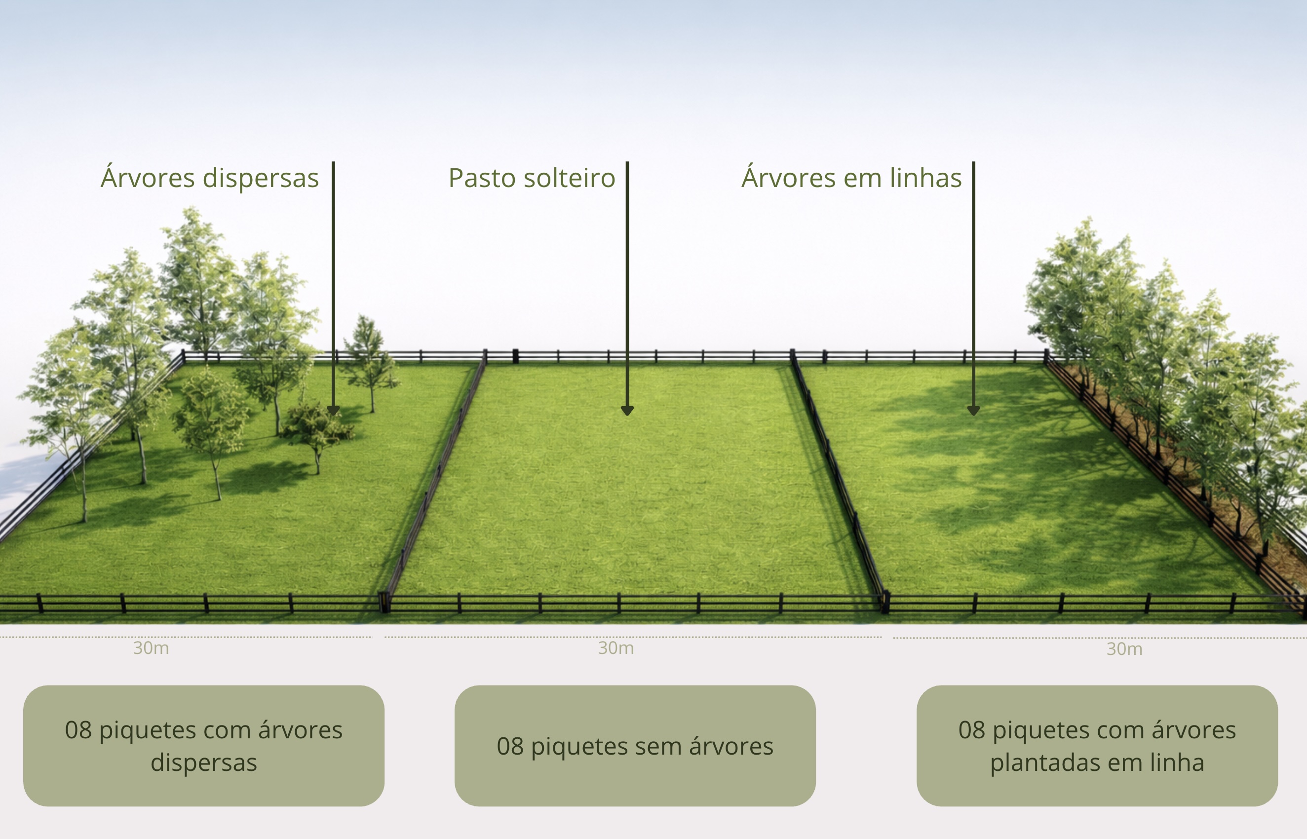 Desenho da Área Experimental Silvipastoril