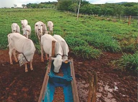 Como usar frutos do Bordão de Velho na alimentação animal